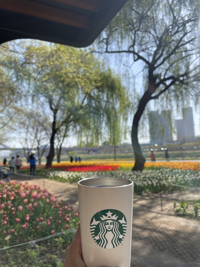 아침산책으로 추천하는 튤립 꽃밭🌷용비아래쉼터🌷