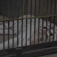 B級遊園地・動物園!?「宇都宮動物園」