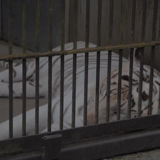 B級遊園地・動物園!?「宇都宮動物園」