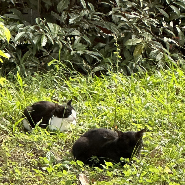 貓貓聖地-九龍公園半日遊