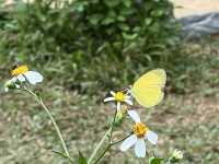 🦋 เทศกาลดูผีเสื้อที่ปางสีดา