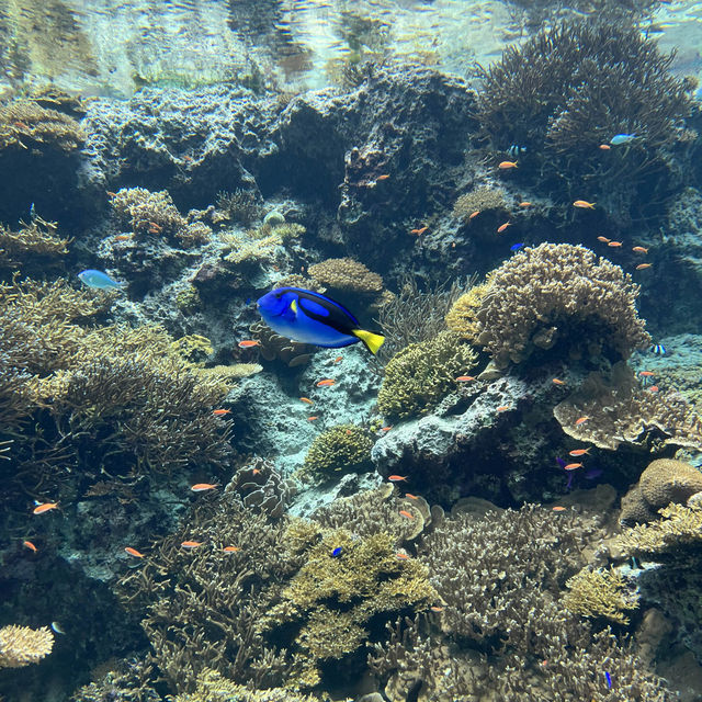 【沖縄】絶対に行きたい！美ら海水族館
