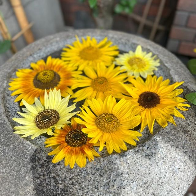 川越の魅力　茶そば寿庵