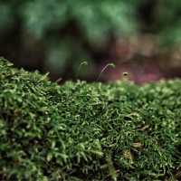 เส้นทางศึกษาธรรมชาติอ่างกา จ.เชียงใหม่ 🌿