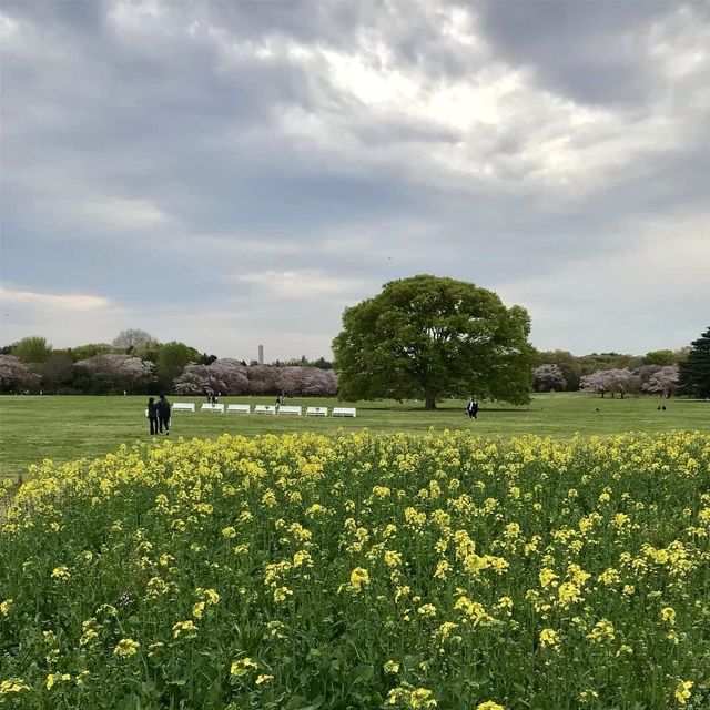 Showa Memorial Park 