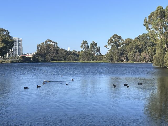 Lake Douglas, Swan Canning Riverpark😎📸🤩