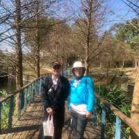 長庚養生文化村（有隱藏版櫻花木棧道八重櫻）