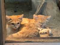 可愛い動物にたくさん会える神戸どうぶつ王国
