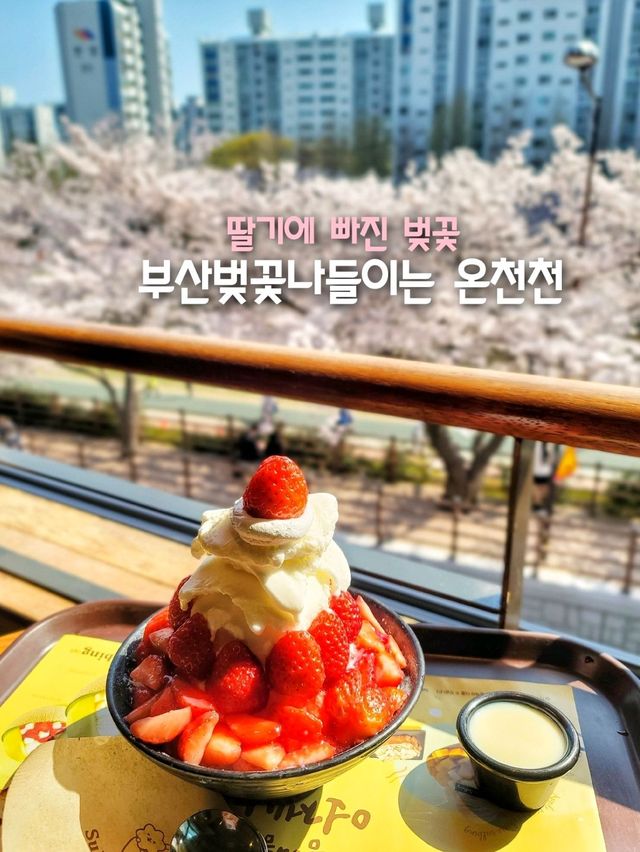 부산벚꽃은 온천천🌸feat.0322 실시간 벚꽃현황🌸