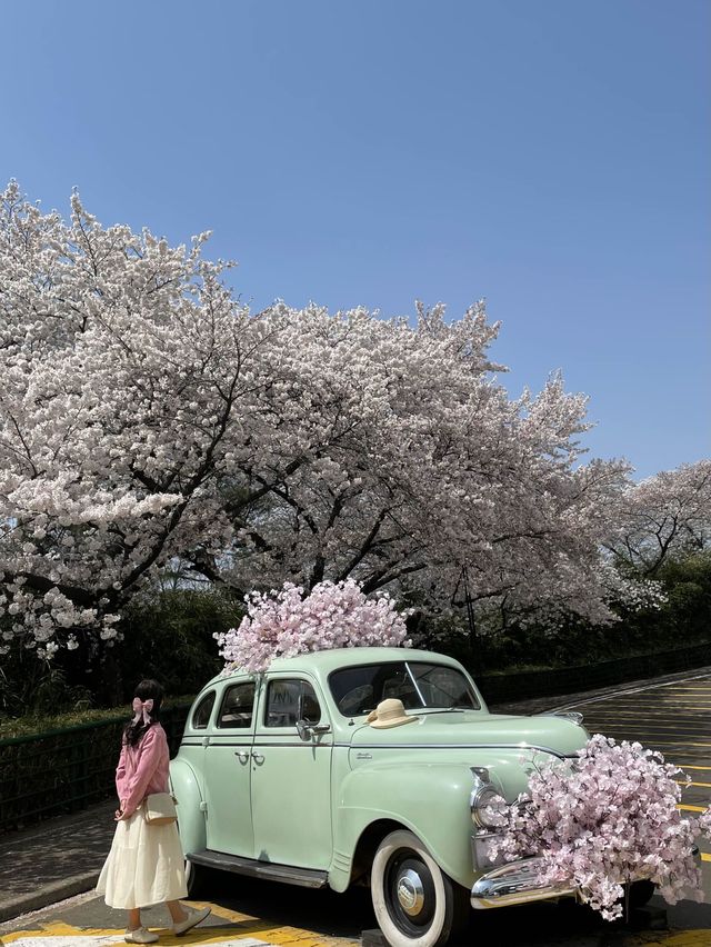 대구 벚꽃은 이월드에서 즐겨요🌸🌸🌸
