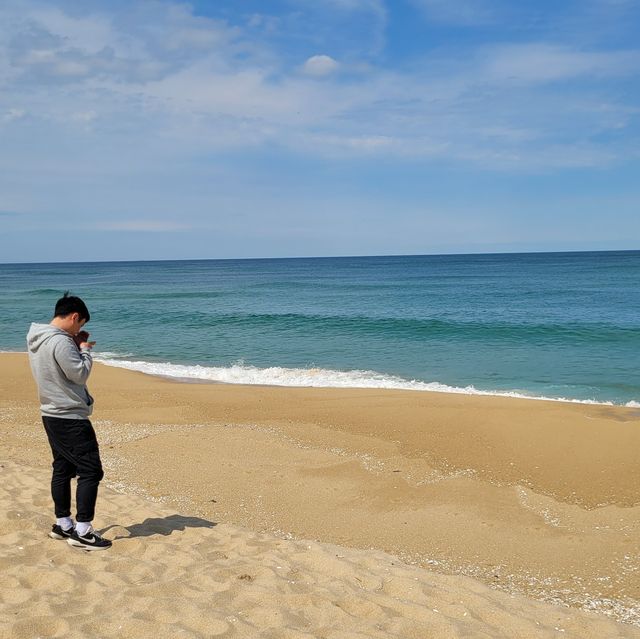 소나무 숲과 어우러진 강릉 송정해수욕장🌲