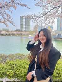 벚꽃 보러 가기 좋은 석촌호수 벚꽃길🌸
