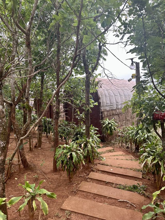 Sea Forest- Mondulkiri-Cambodia 🌳⛰️🌴🌳