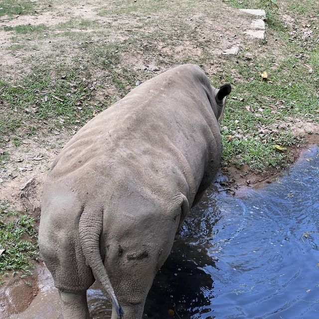 深圳野生動物園👍🏻餵長頸鹿🦒初體驗😌福田30分鐘距離
