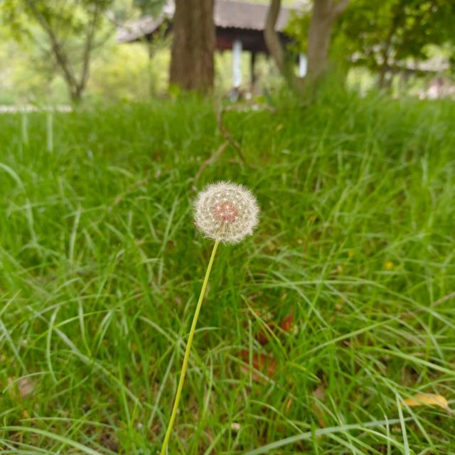 蘇州虎丘