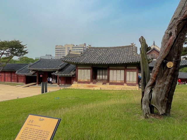  [창경궁]  서울 도심 속 고궁 나들이