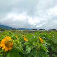 The joyful Desa Dairy Farm!