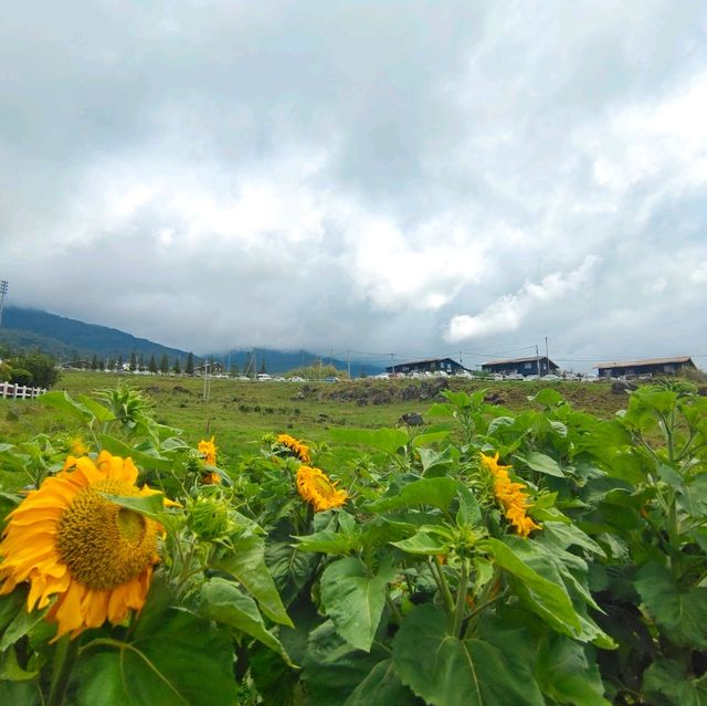 The joyful Desa Dairy Farm!
