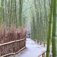 細雨🌦️慢步嵯峨野🎋竹林步道🚶‍♂️