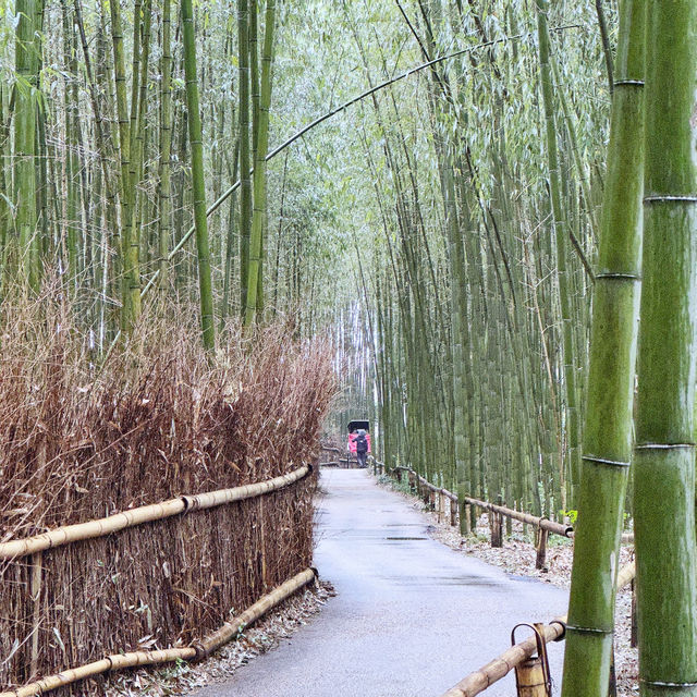 細雨🌦️慢步嵯峨野🎋竹林步道🚶‍♂️