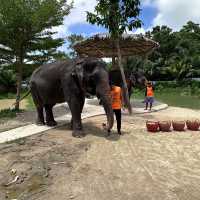 The best day of your life with Elephants 🐘🌿