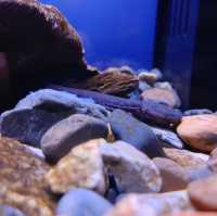 海の生き物ってどうやって眠るの？　夜の京都水族館