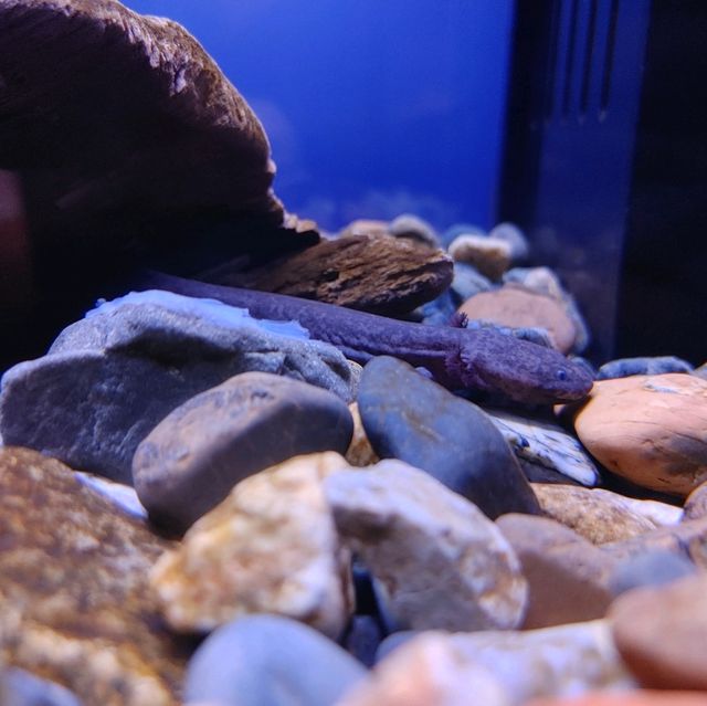 海の生き物ってどうやって眠るの？　夜の京都水族館