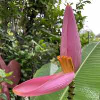 Angkor's Blooming Haven: Nature's Delight