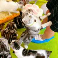 Many Mo Cafe