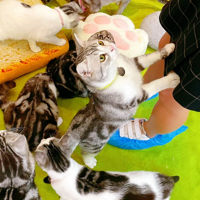 Many Mo Cafe Many Mo Cafe