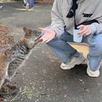 시드니 야생동물원 추천 Featherdale Sydney Wildlife Park