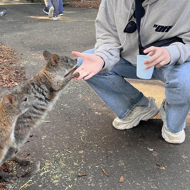 시드니 야생동물원 추천 Featherdale Sydney Wildlife Park