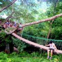 The Giant Chiangmai จิบกาแฟบนต้นไม้น่าเช็คอิน