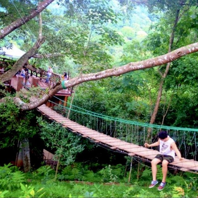  The Giant Chiangmai จิบกาแฟบนต้นไม้น่าเช็คอิน 