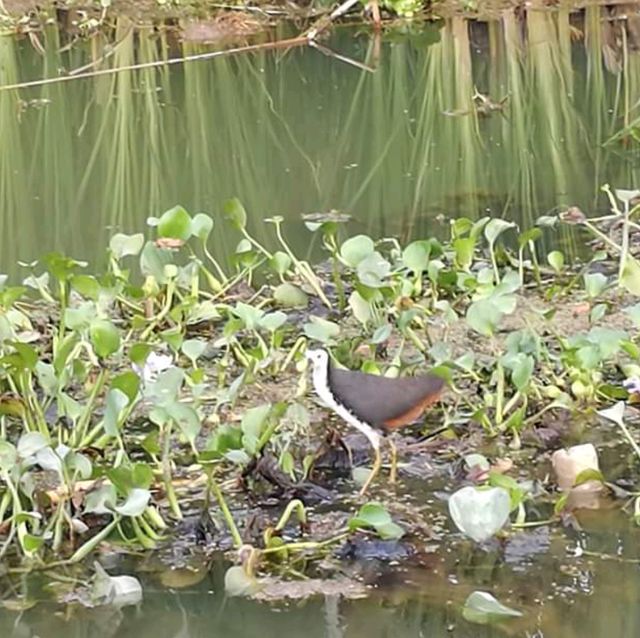 Sengkang Riverside Park