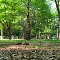 도심 속 자연을 즐기기 좋은 양재 시민의 숲 🌳