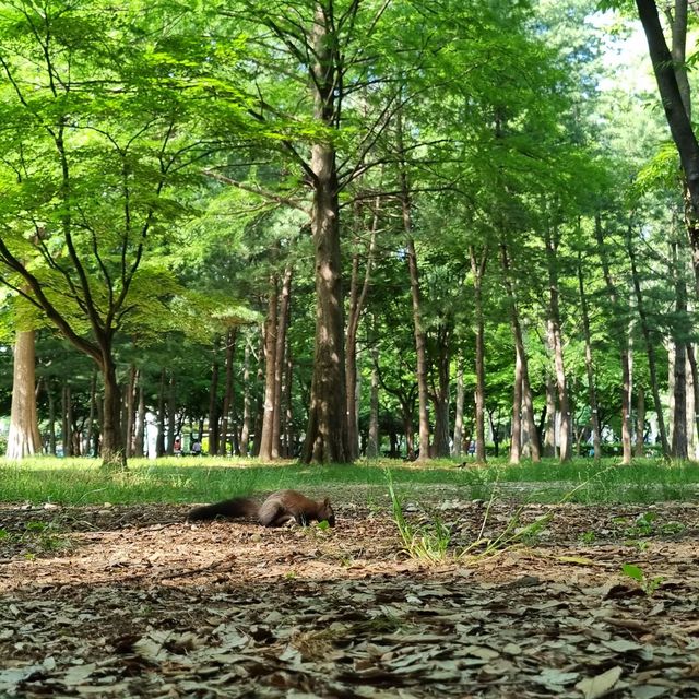 도심 속 자연을 즐기기 좋은 양재 시민의 숲 🌳