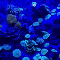 沖縄観光　美ら海水族館