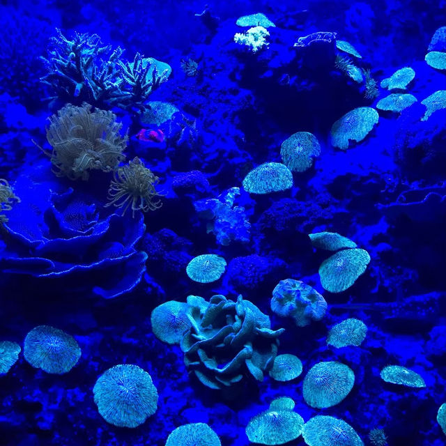 沖縄観光　美ら海水族館