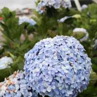   🪻Garden Hydrangeas Dalat ไม่มาถือว่าพลาดมาก