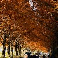 秋のメタセコイア並木
