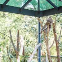 Close-up with Koalas at Healesville Wildlife 