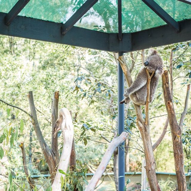 Close-up with Koalas at Healesville Wildlife 