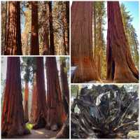 【2024】Sequoia National Park：紅杉國家公園，自然景觀，拍照好去處
