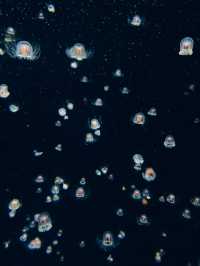 【山形】世界一のクラゲ水族館🪼幻想的なクラゲドリームシアター🌌