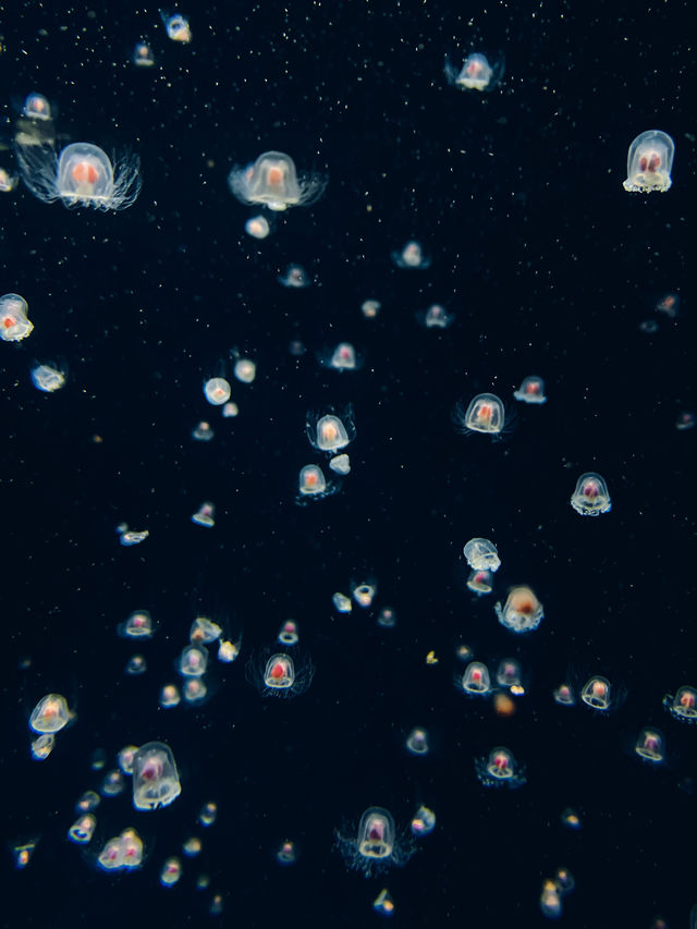 【山形】世界一のクラゲ水族館🪼幻想的なクラゲドリームシアター🌌