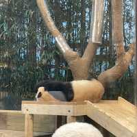 Fubao the panda world in Seoul 
