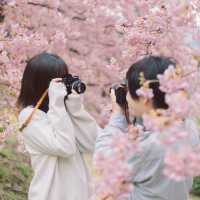 【神奈川】桜🌸×菜の花💛で春一色な「あぐりパーク嵯峨山苑」