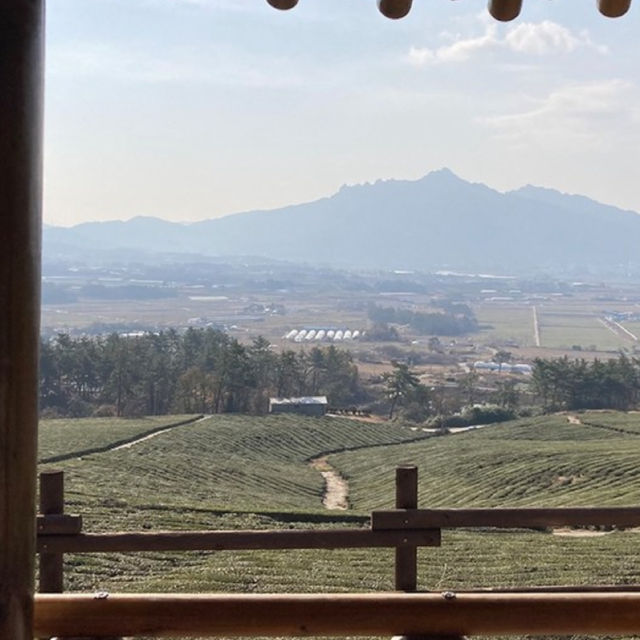Deokjin Tea Field
