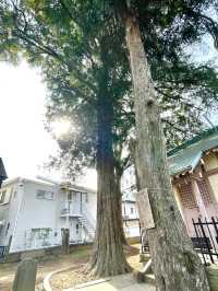 【中野天祖神社/東京都】大きな木がたくさん並ぶ神社